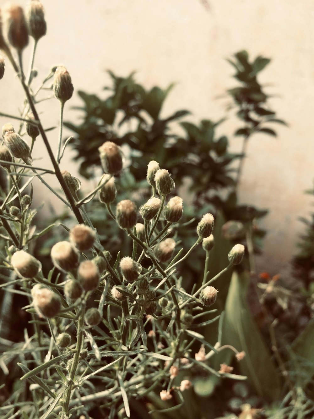 close-up of a plant