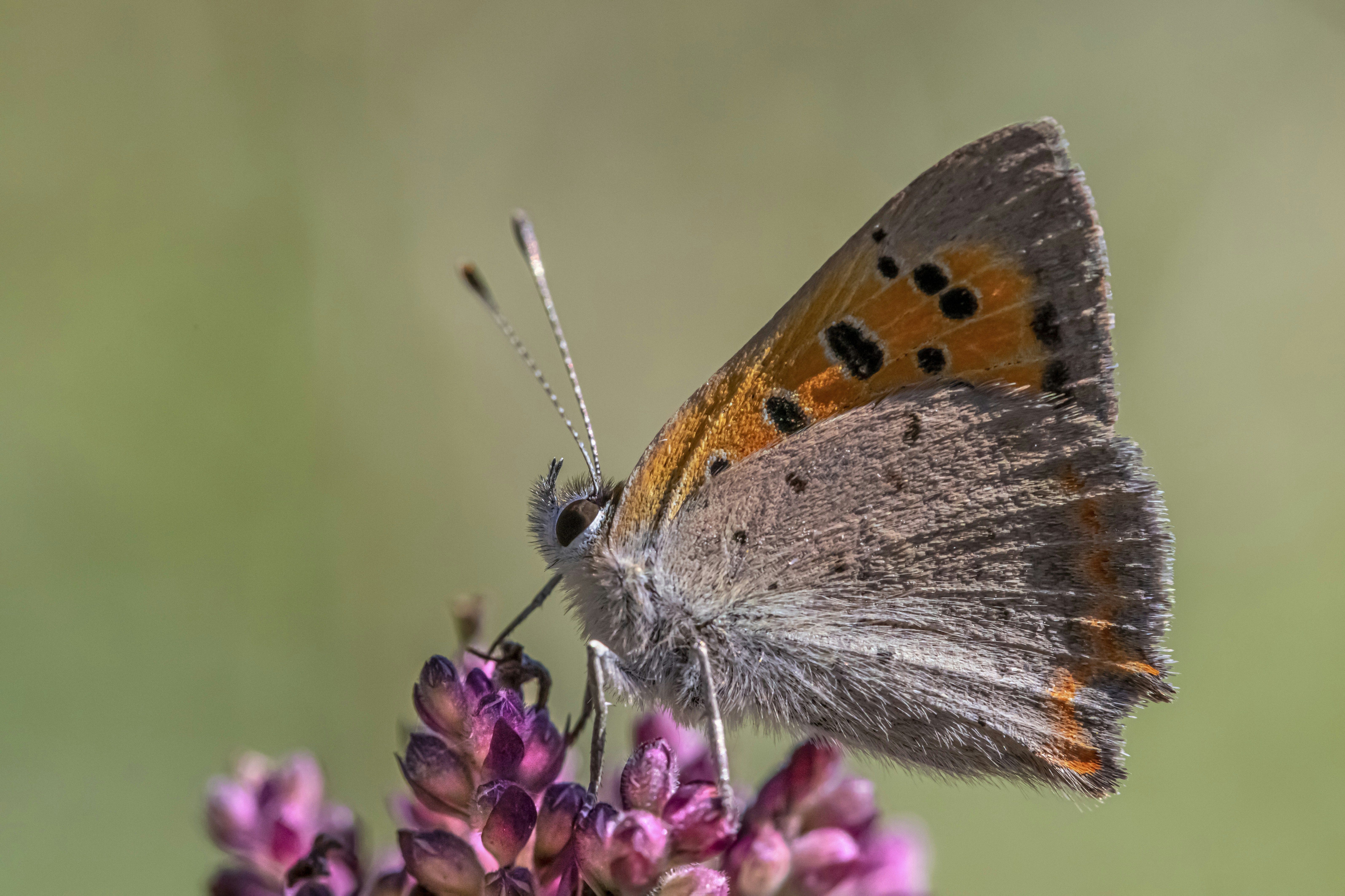 Photo by erik_karits