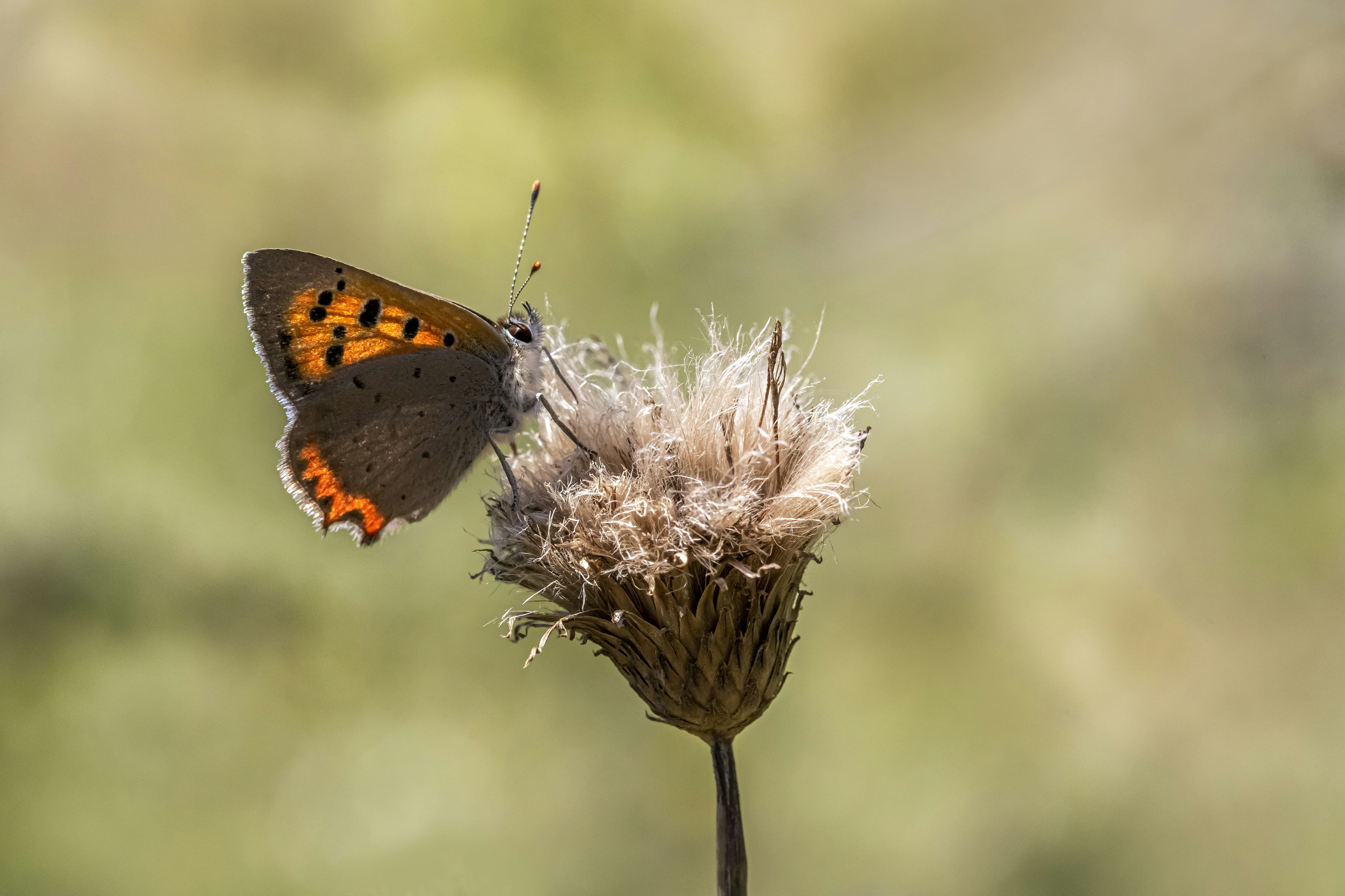 Photo by erik_karits