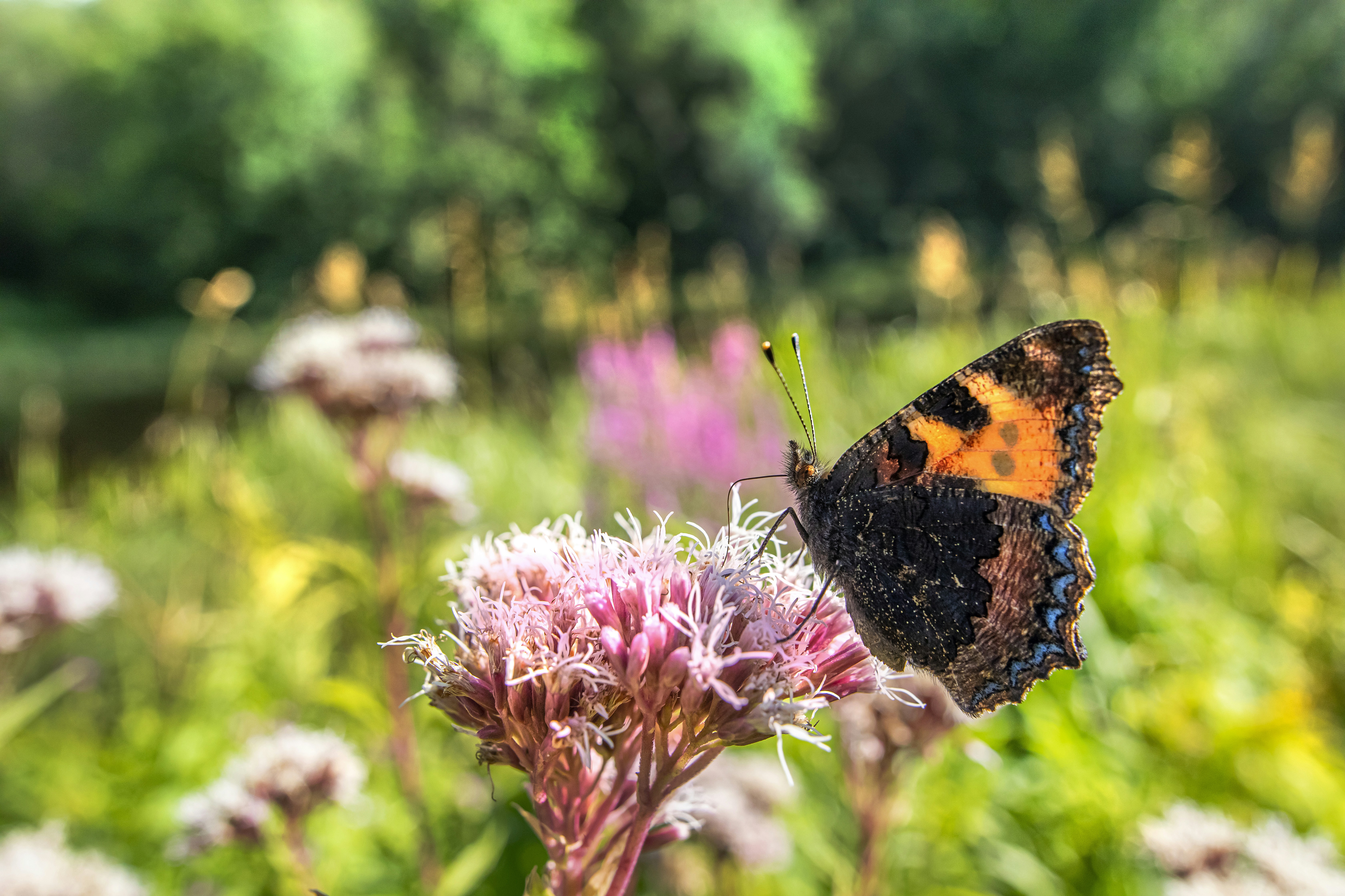 Photo by erik_karits