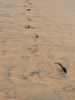 A beachside path with a surrogate capturing the waves and sand underfoot.