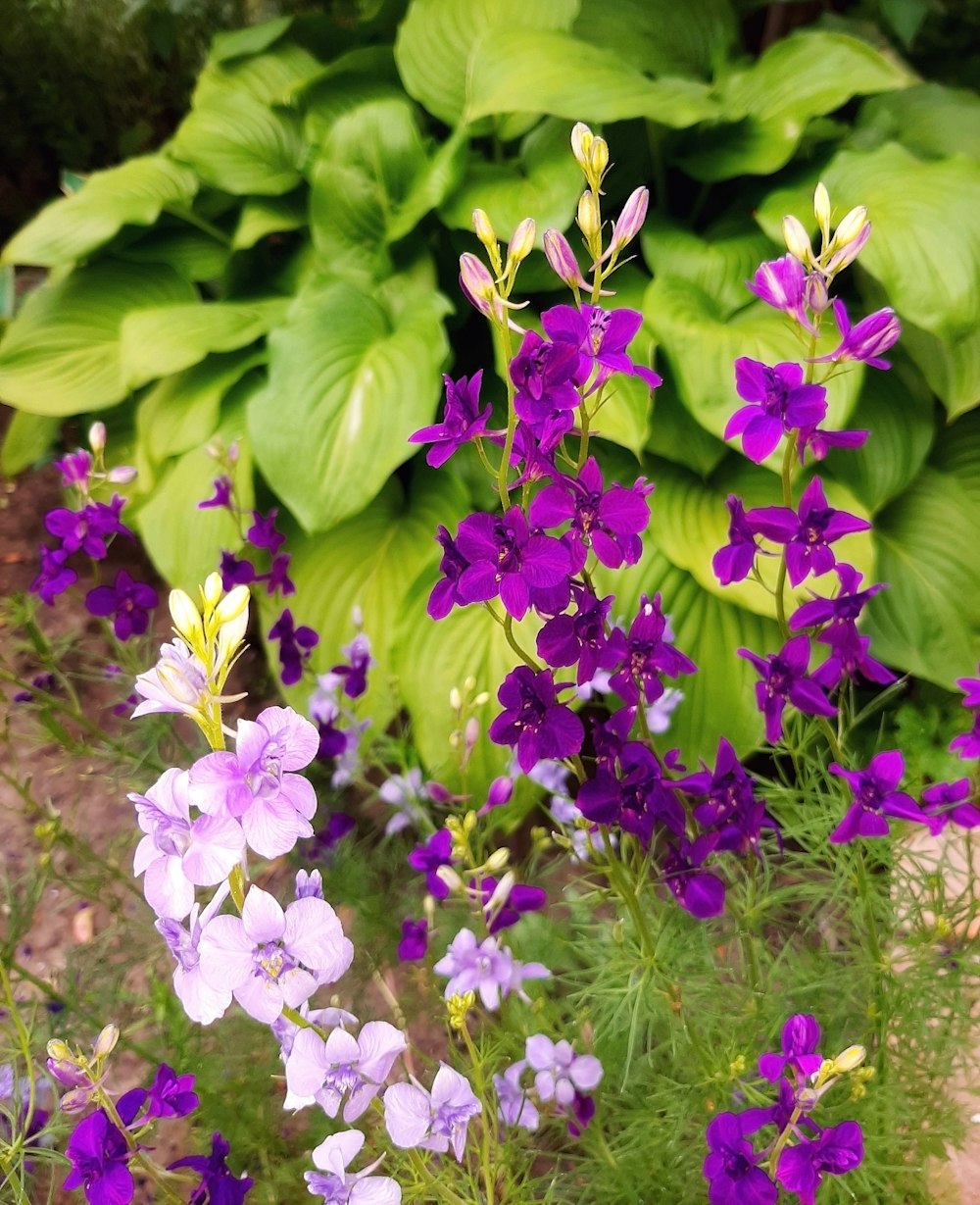 a group of purple flowers