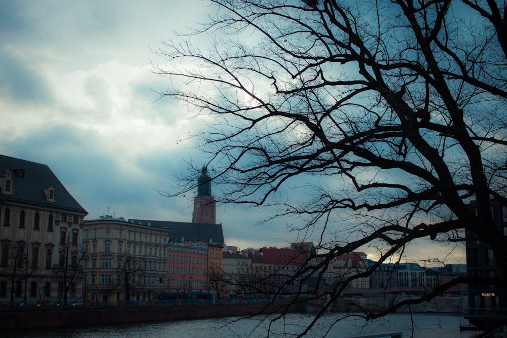 a tree in front of a city