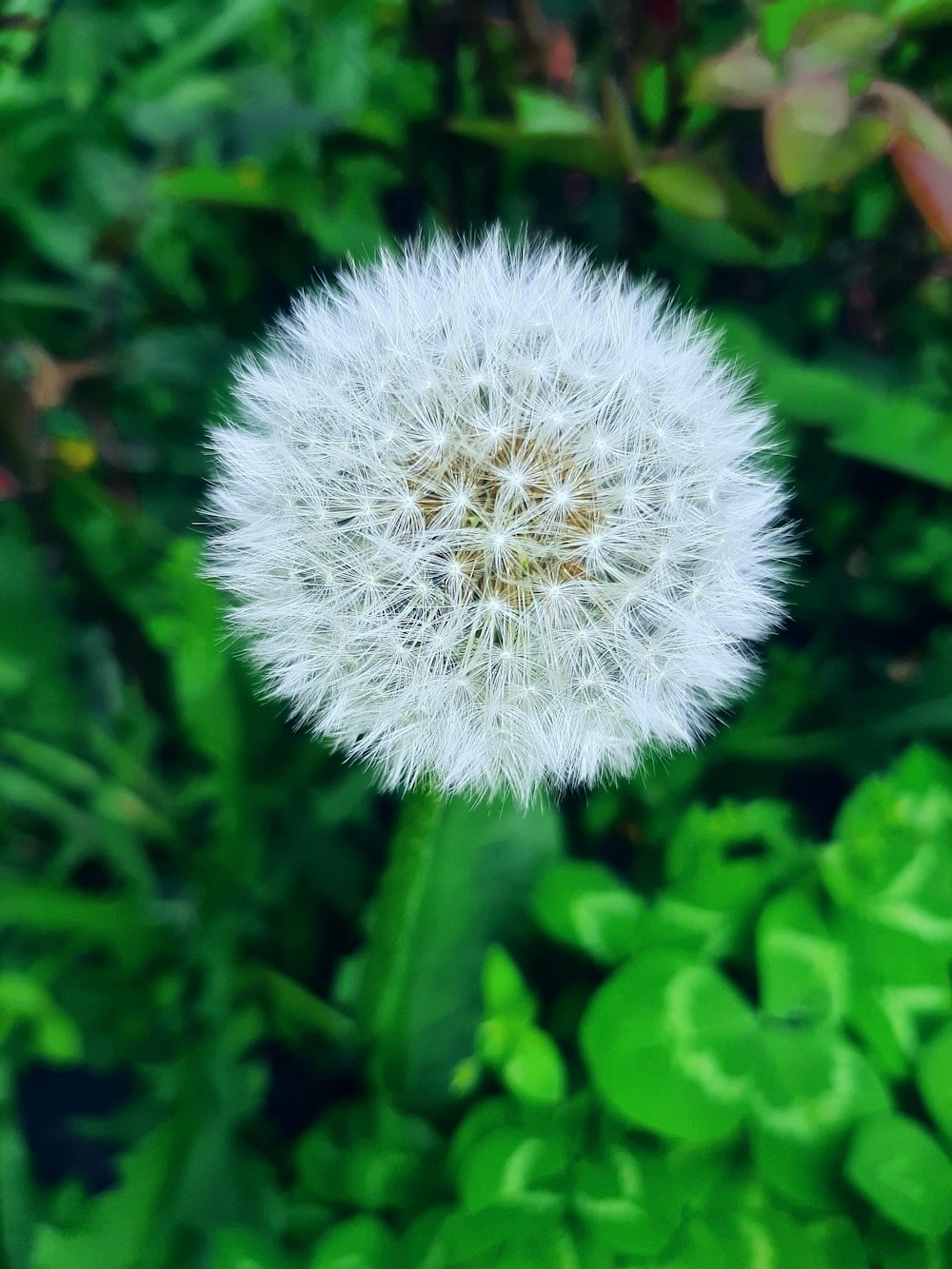 a white dandelion flower