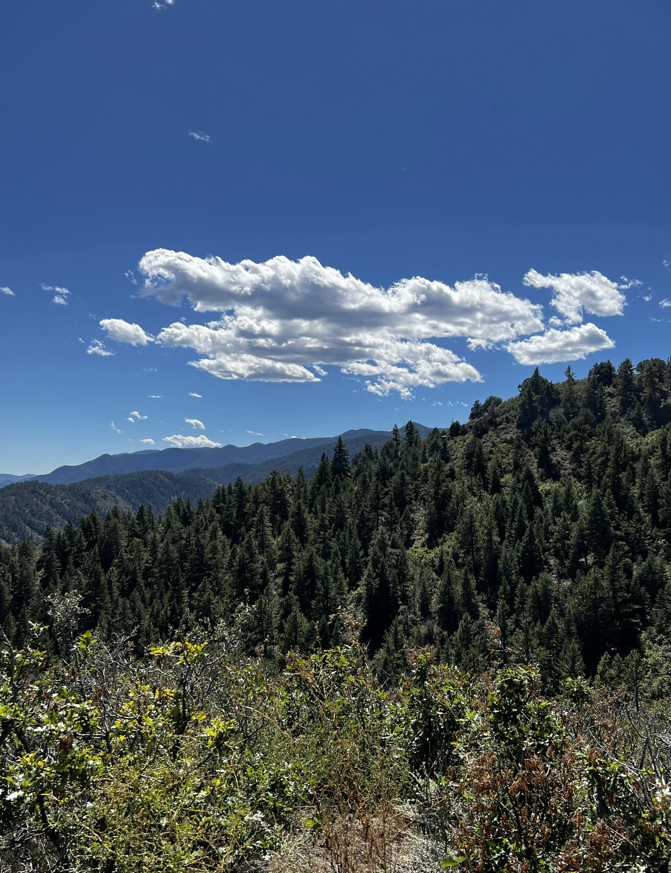 Photo by laitonbarbo