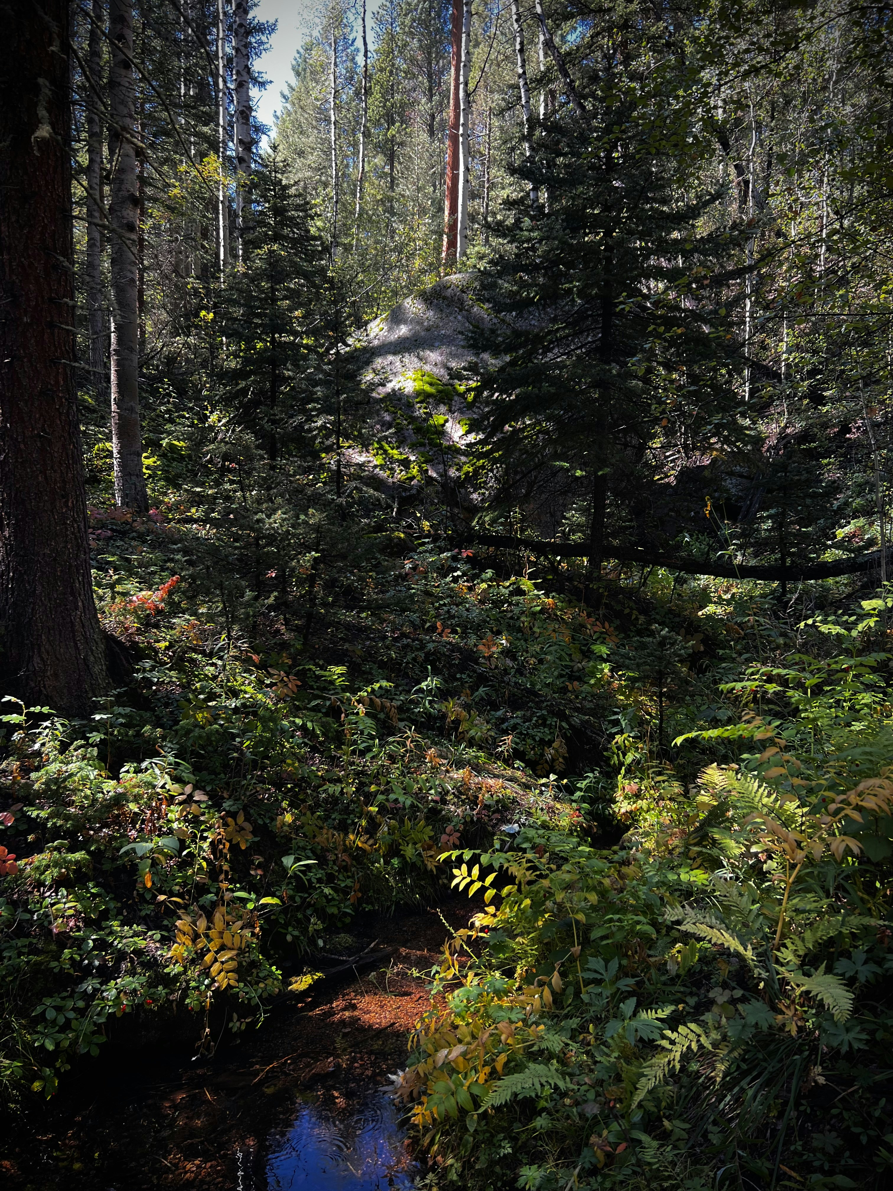 Photo by laitonbarbo