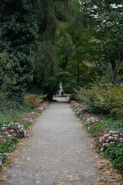 a path with trees on either side
