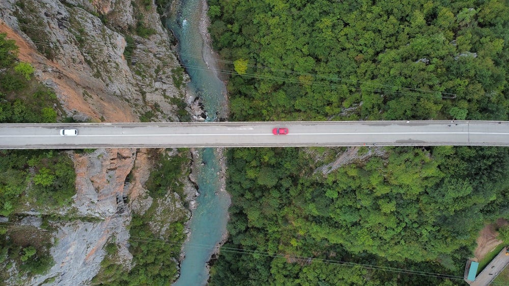 a road going through a forest