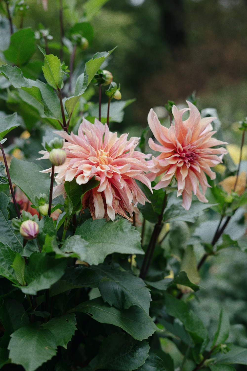 a group of pink flowers