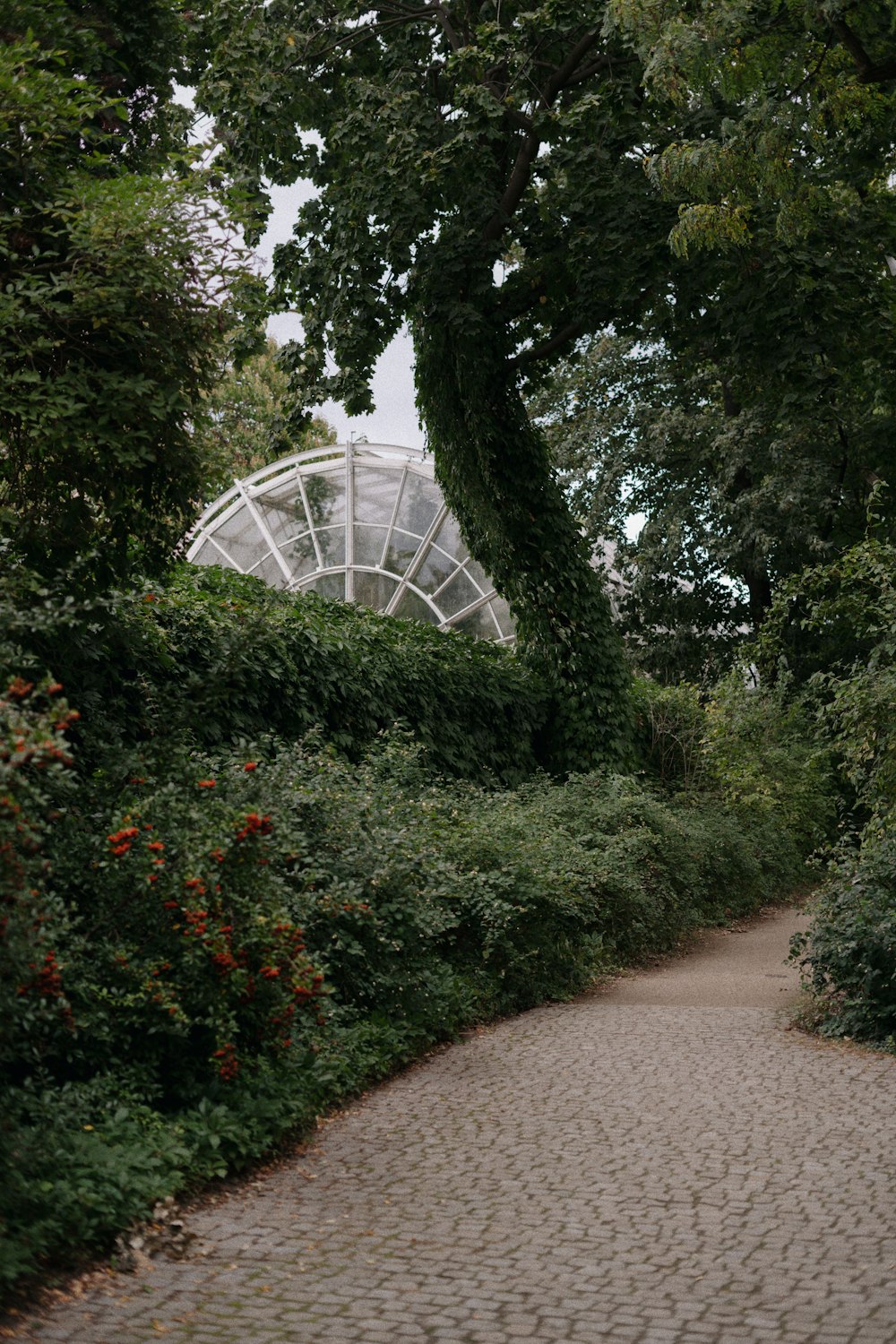 a path through a garden