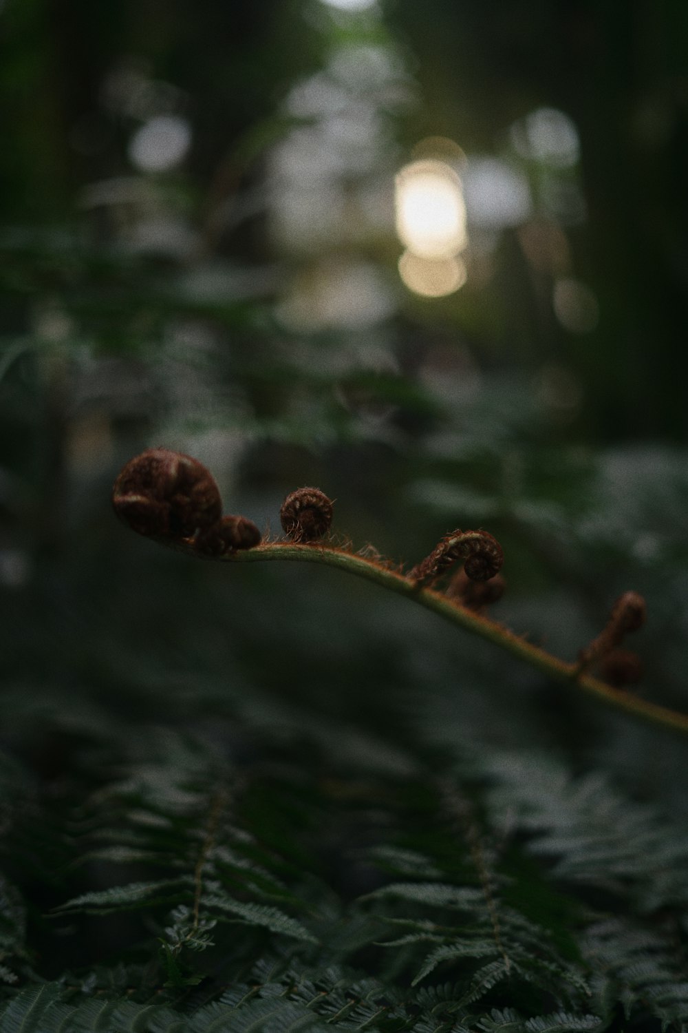 a close up of a branch with pine cones on it