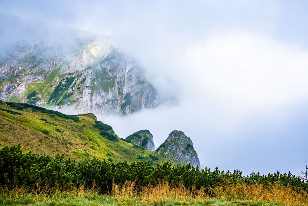 a grassy hill with trees and mountains in the background