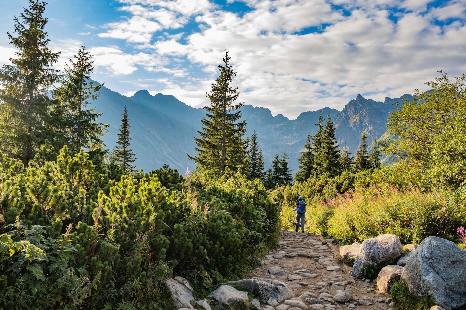 a person walking on a trail in a forest
