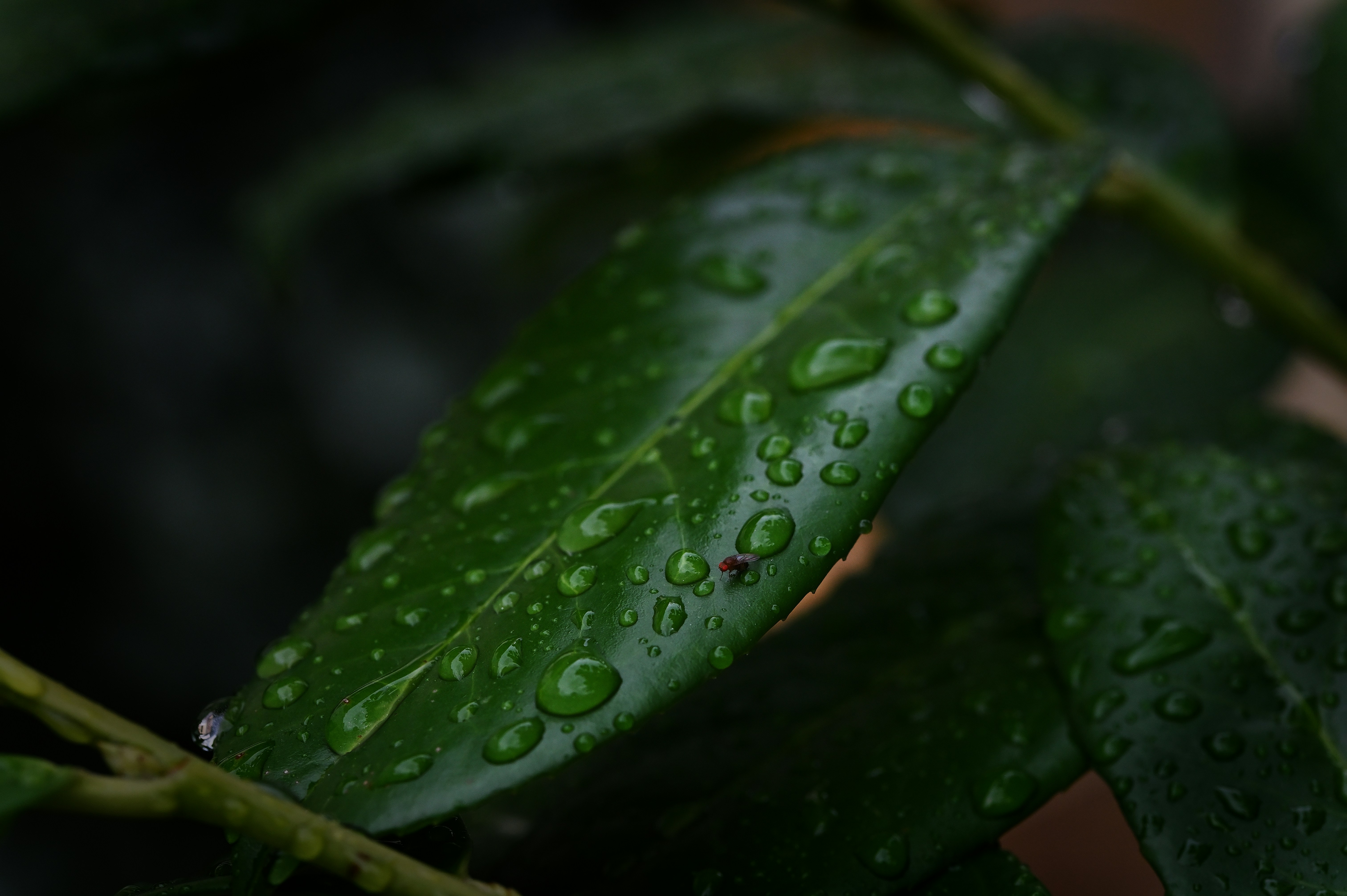 Photo by oneev_darker_photography