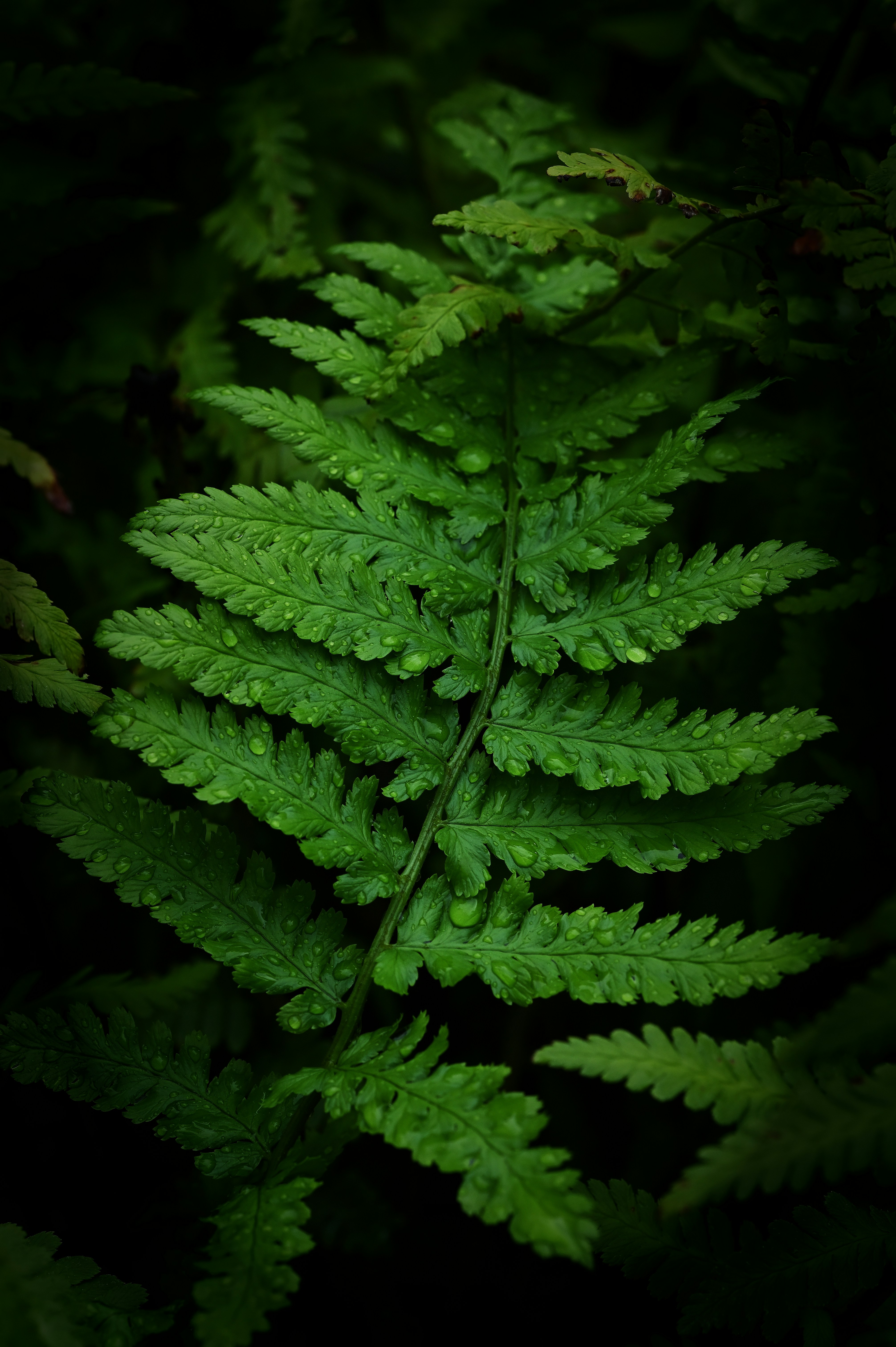 Photo by oneev_darker_photography