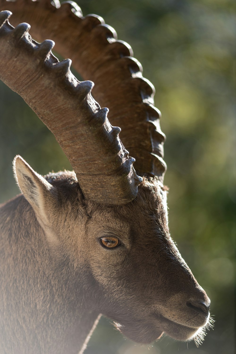 a deer with antlers