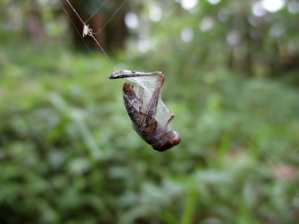 a leaf from a tree