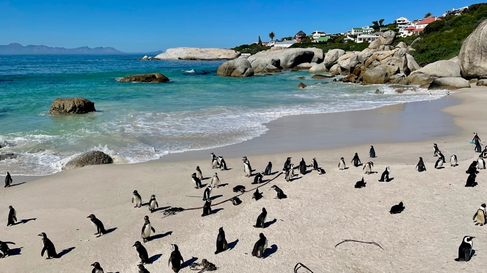 Una bandada de pájaros en una playa