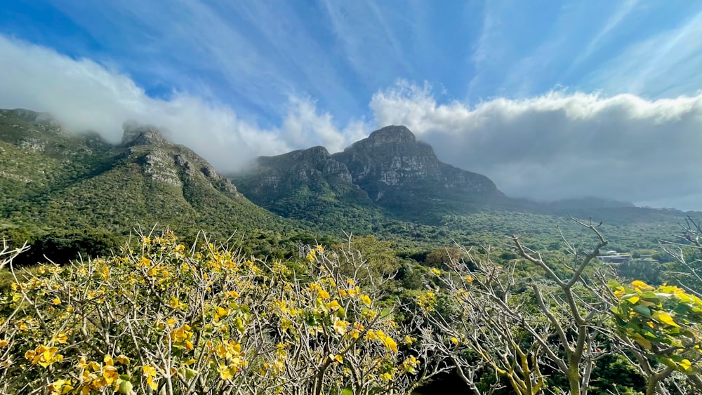 a grassy area with mountains in the background