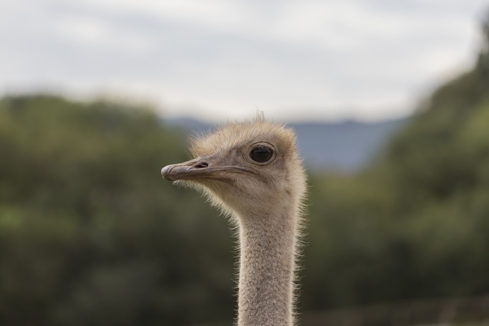 a bird with a long neck