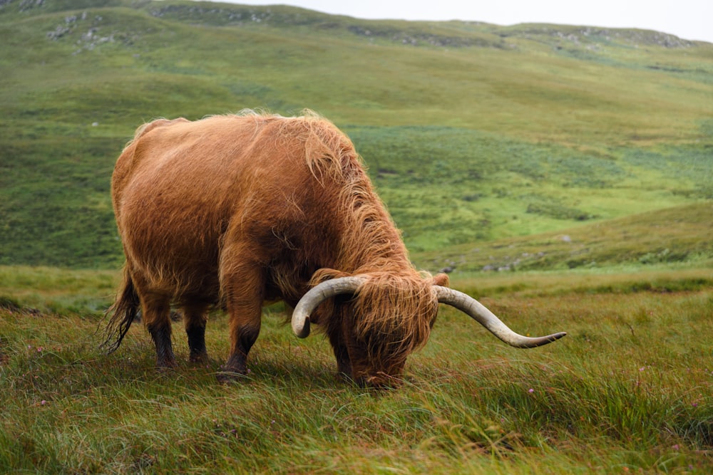 a yak grazing in a field