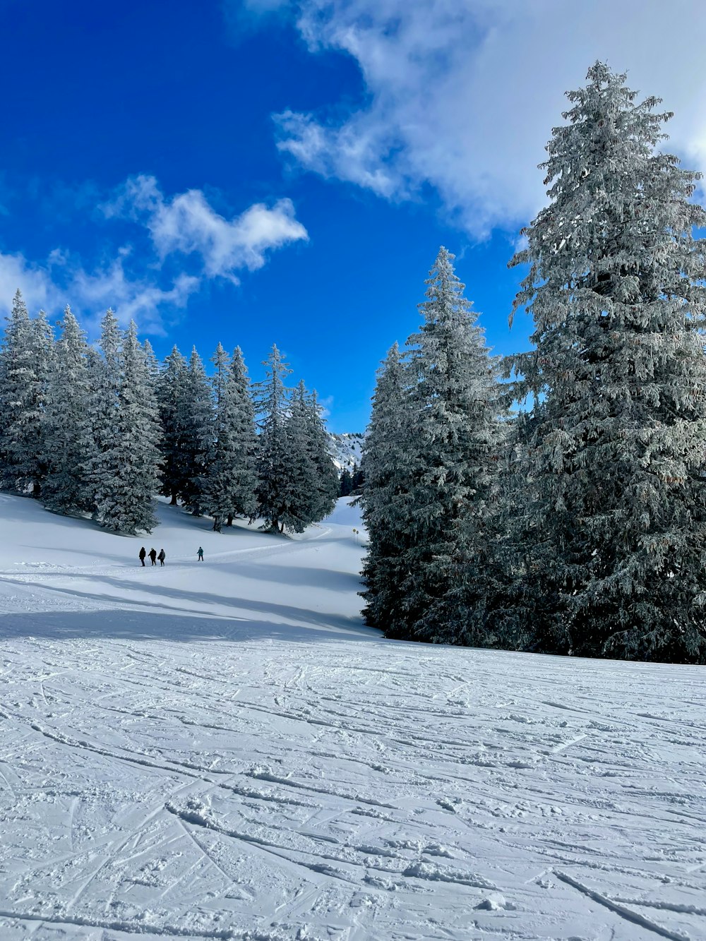 a group of people skiing down a snowy slope