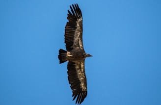 a bird flying in the sky