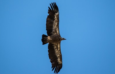 a bird flying in the sky