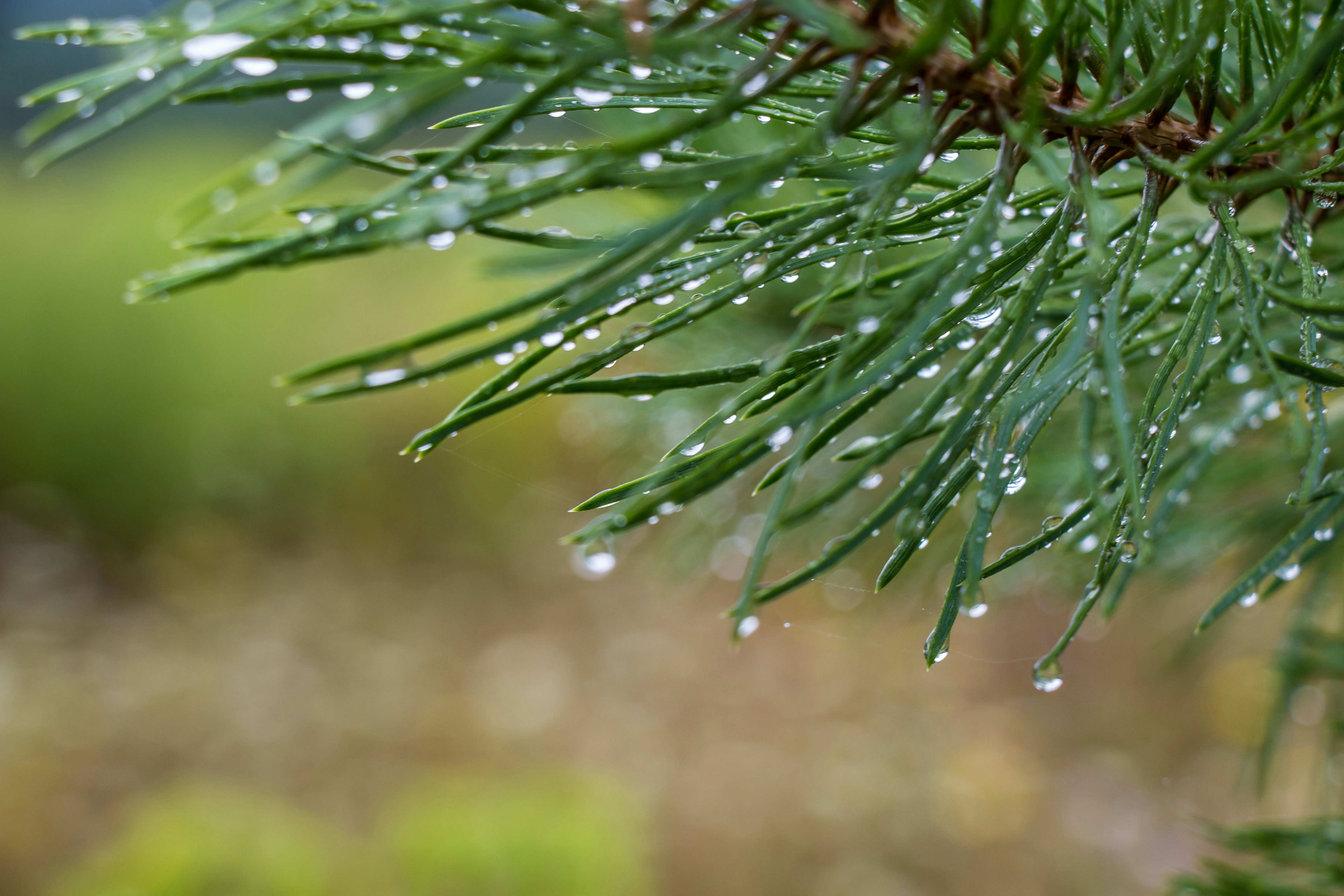 Photo by viktorsmoliak