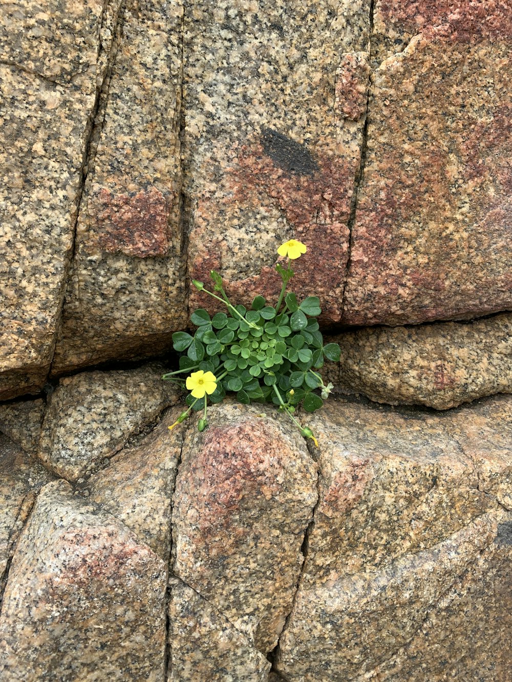 a plant growing out of a rock