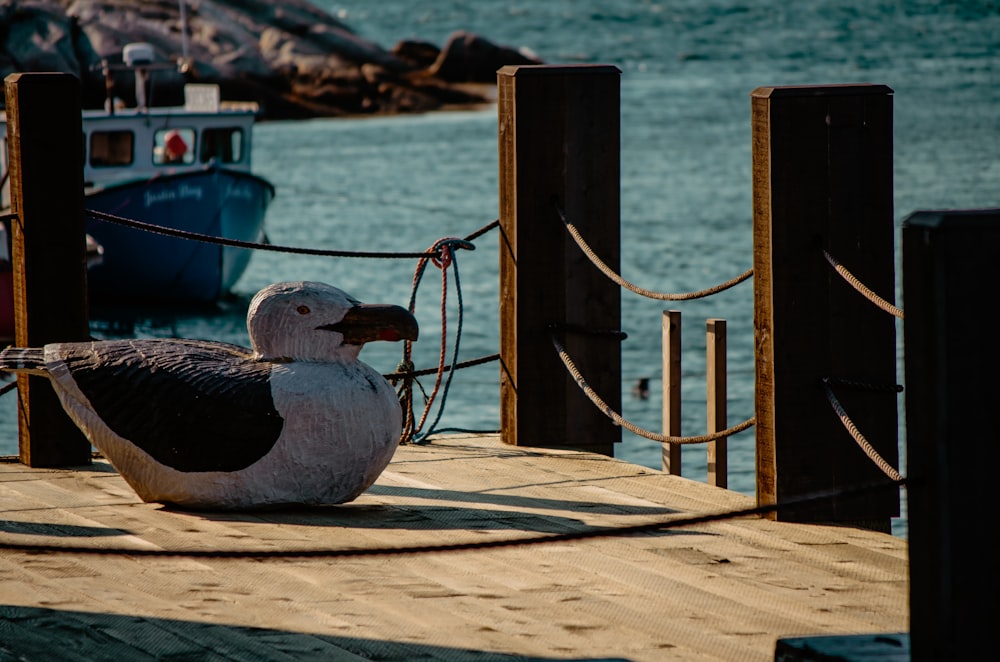 a fish on a dock