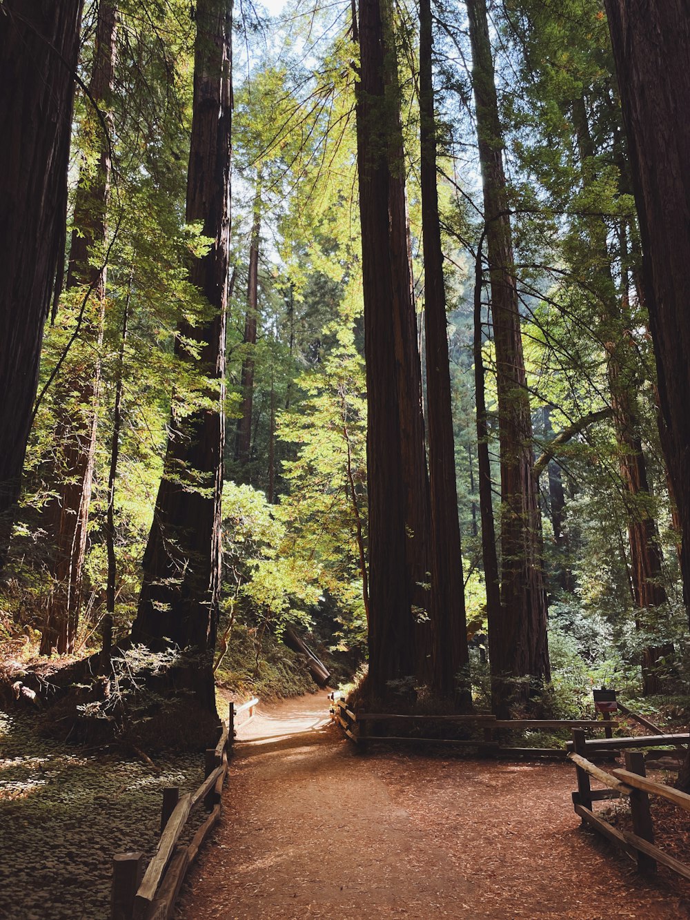 Un camino a través de un bosque