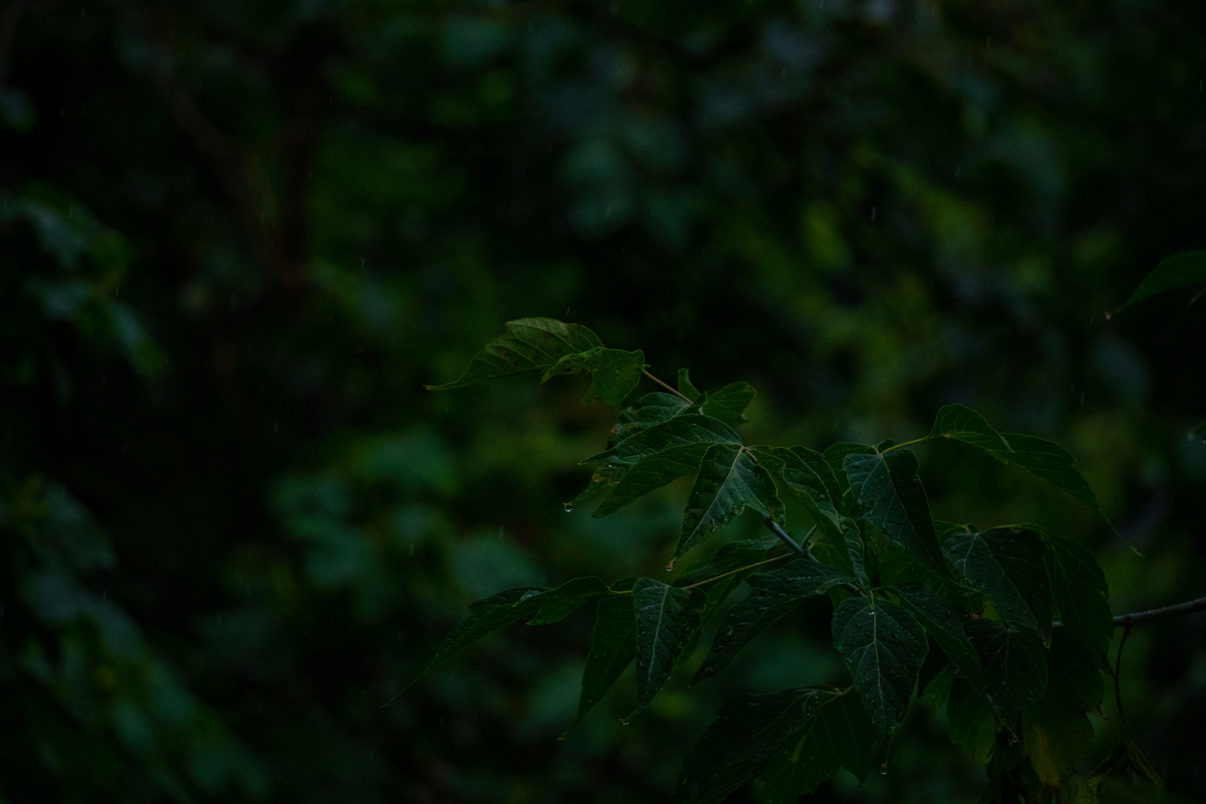 a close up of some leaves