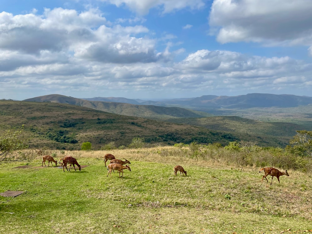 a group of animals stand in a grassy field