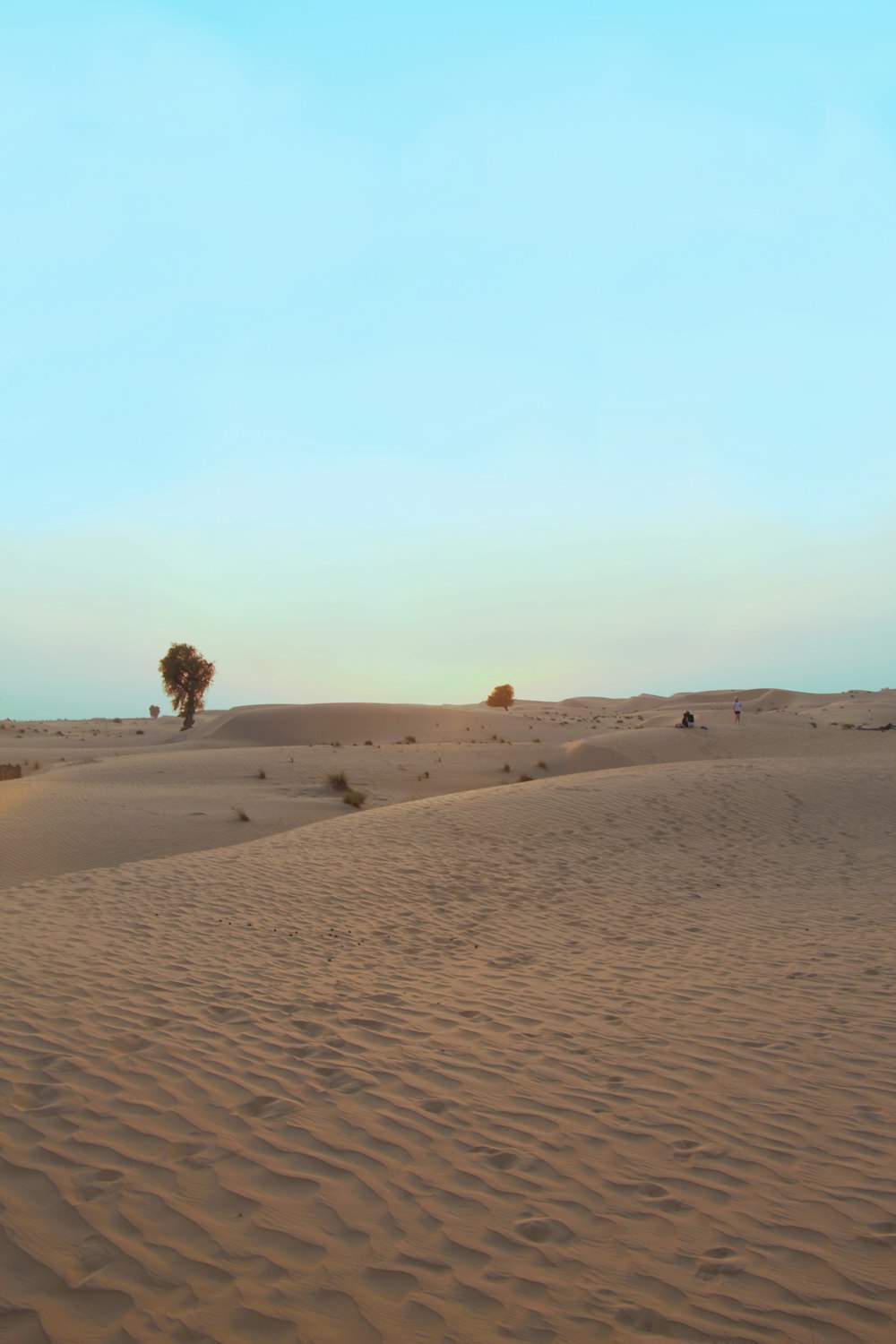 a sandy desert with a tree