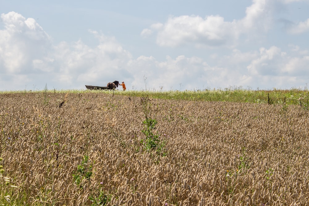 a horse in a field