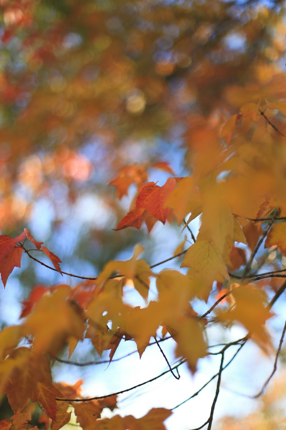 a close up of a tree branch