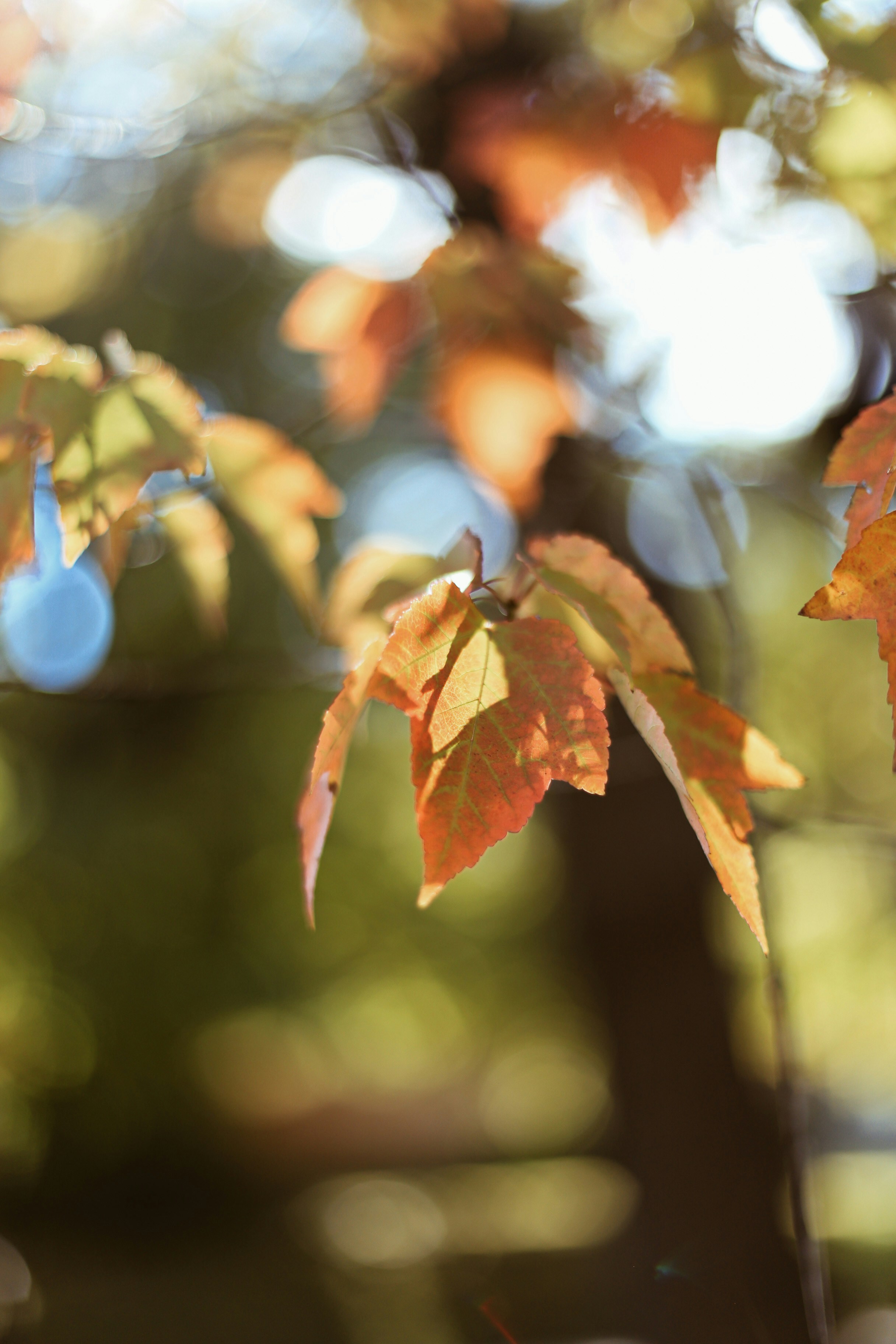 Photo by jessicalfadel