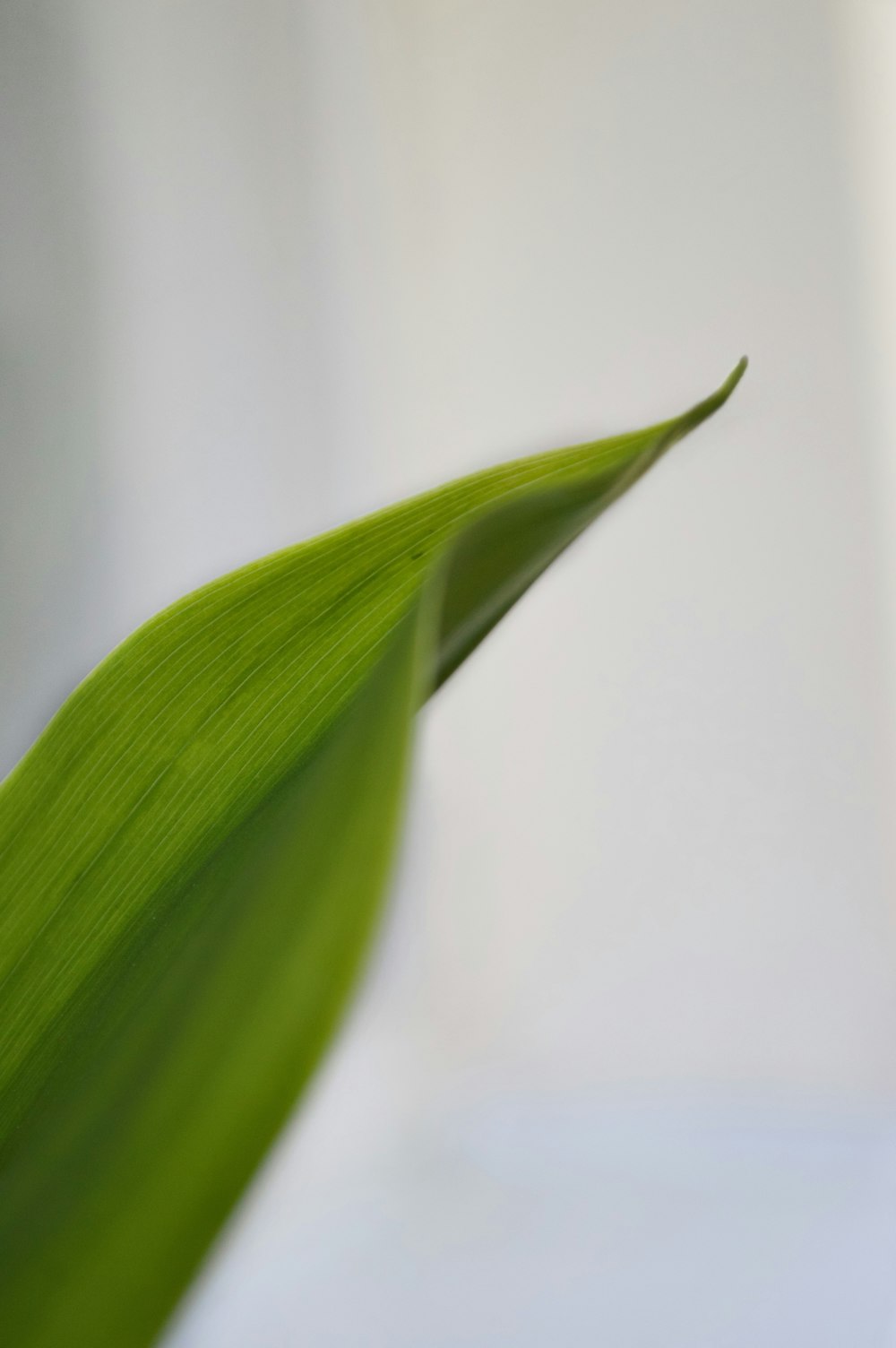 a close up of a leaf