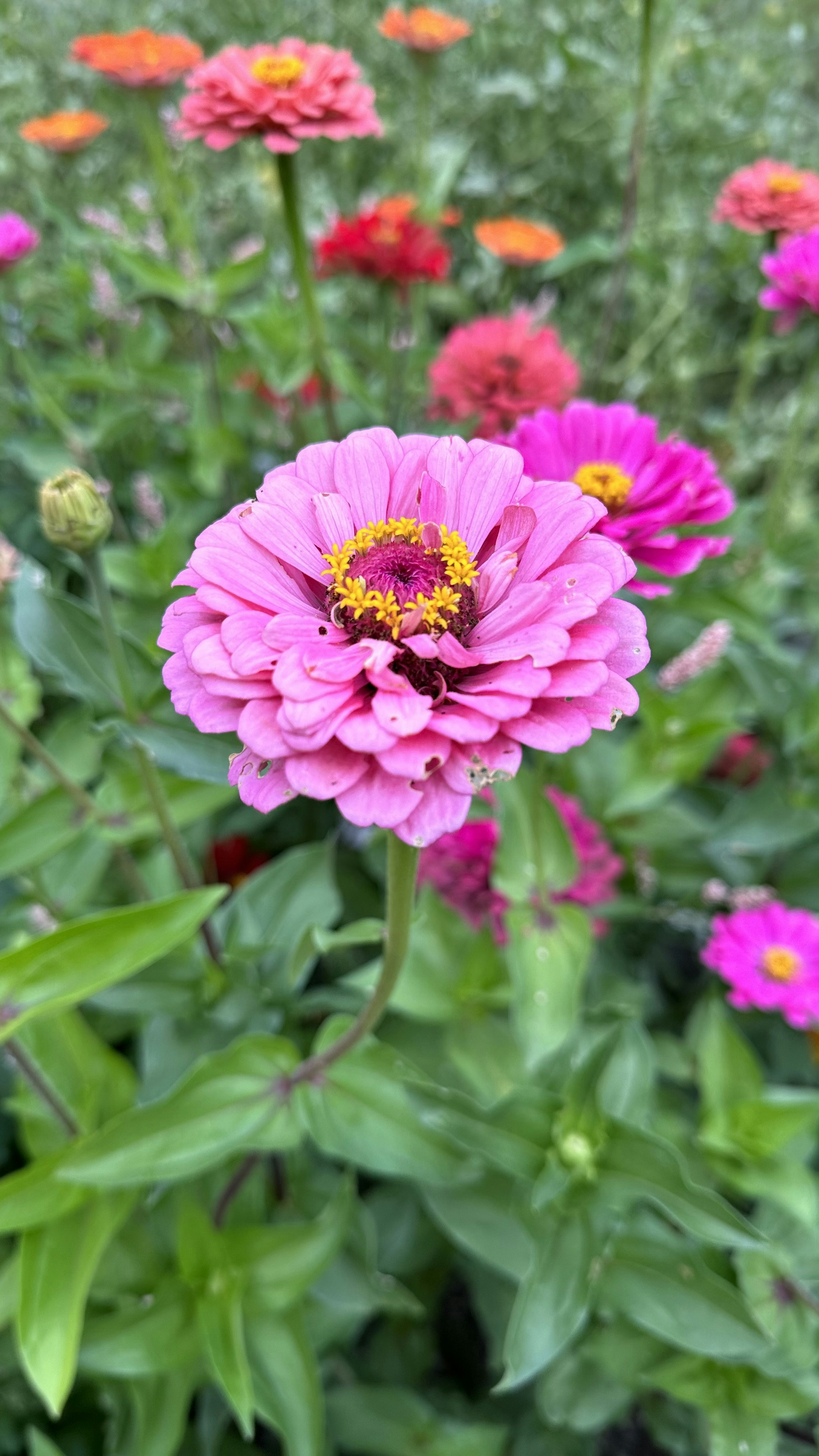 Photo by szijjartosky