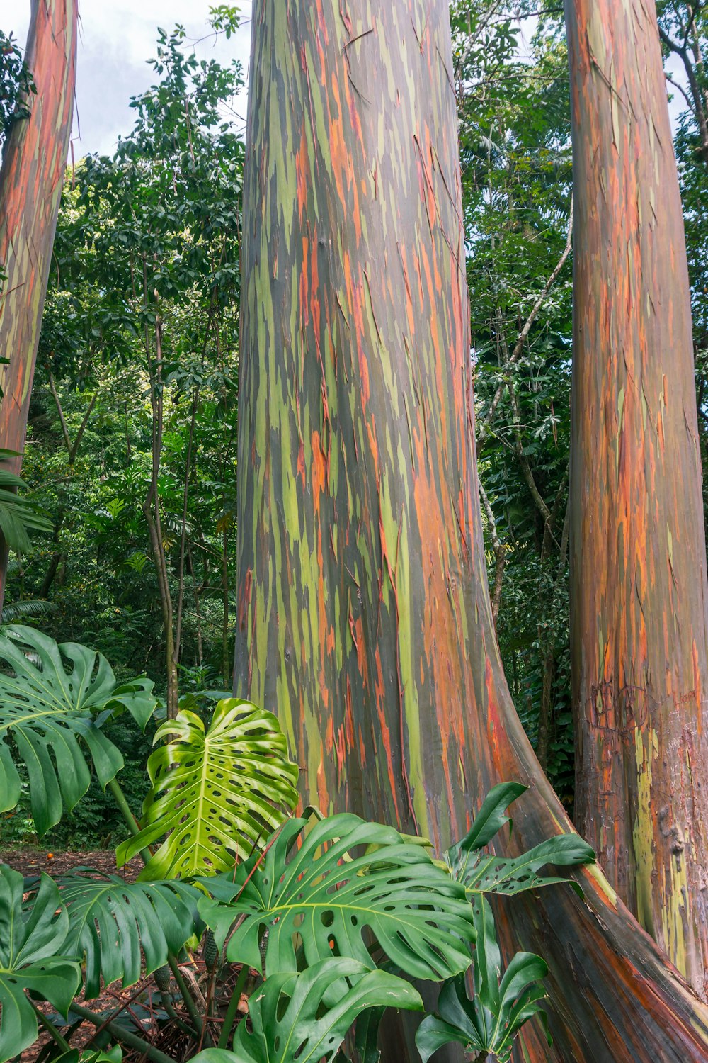 a group of trees with a large trunk