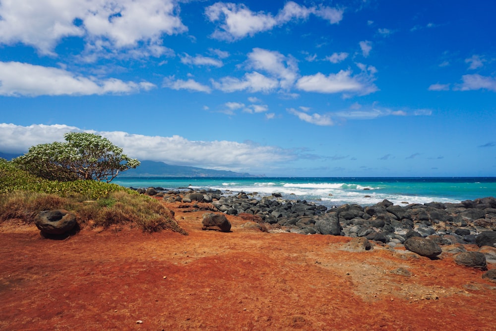 a rocky beach with a tree