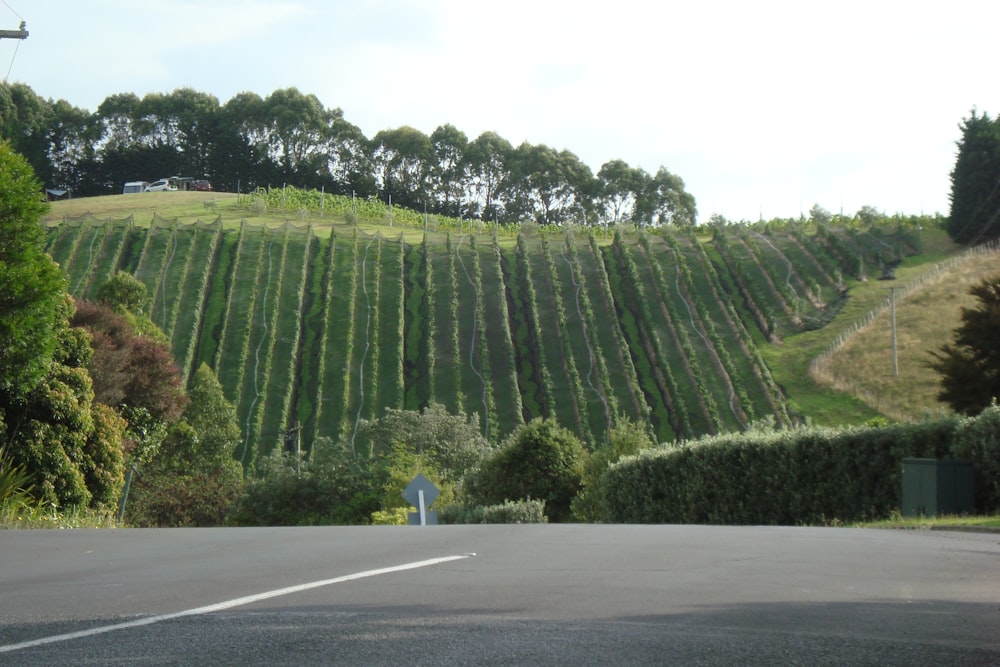 a large green field