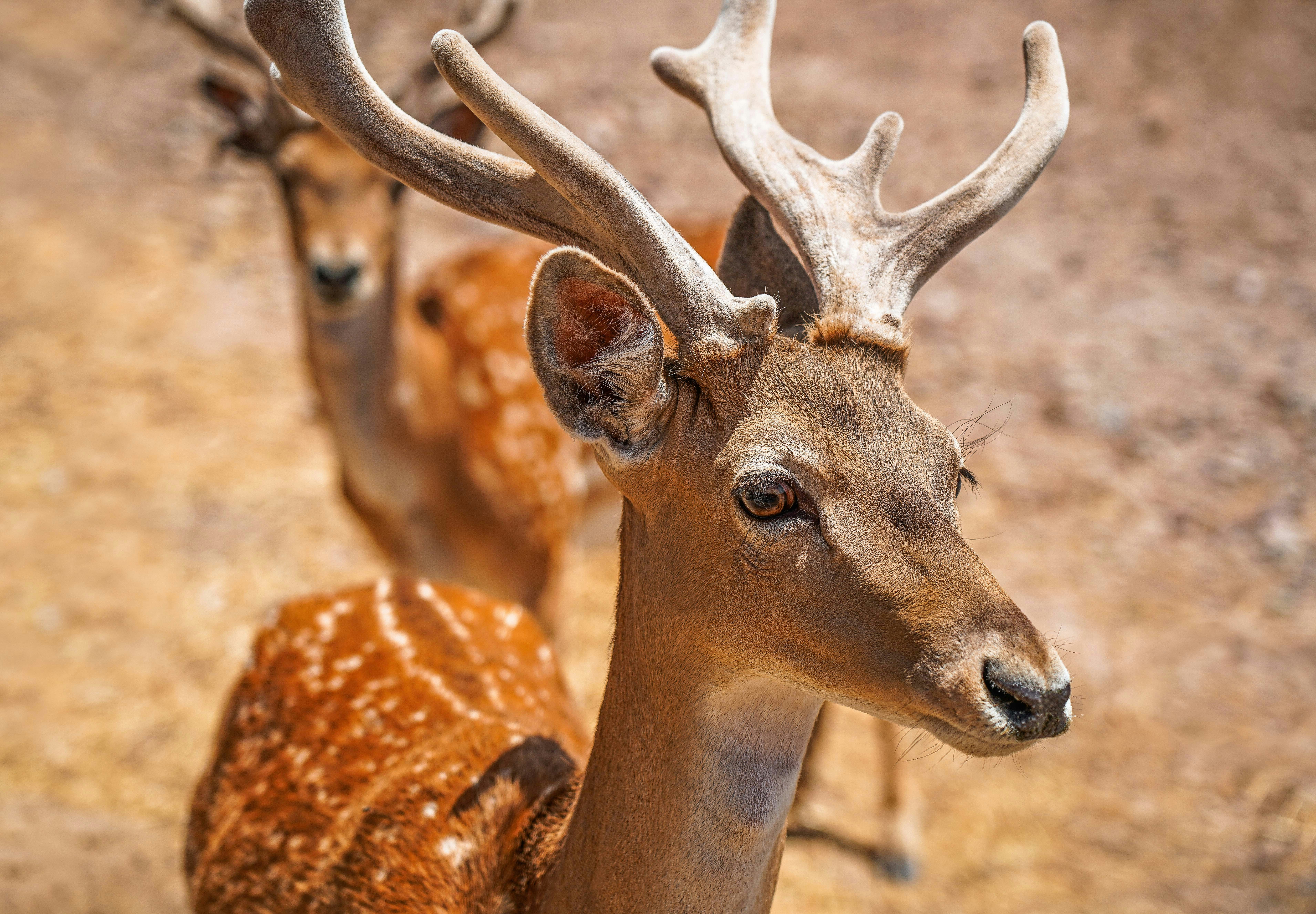 Photo by amirhoseein_1996