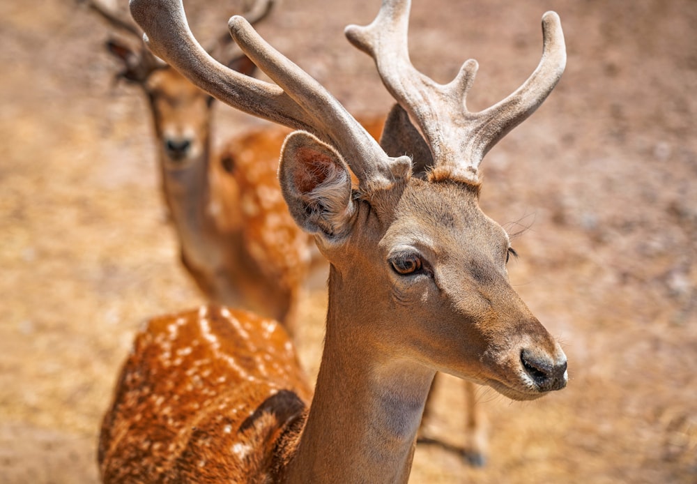 a group of deer