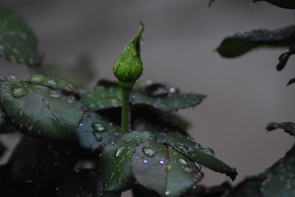 a green plant with water drops on it