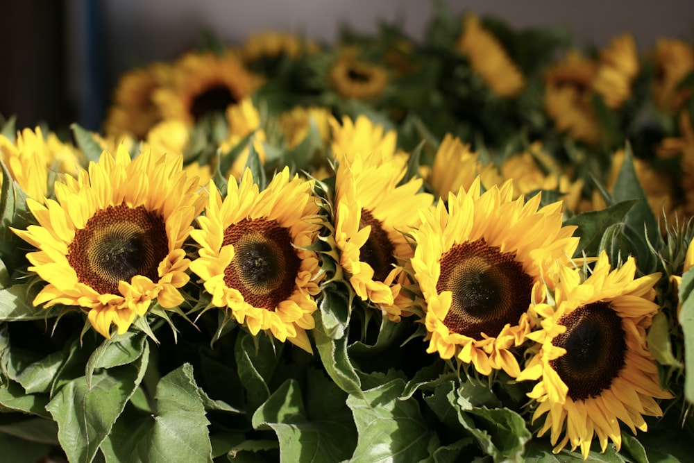 a group of sunflowers