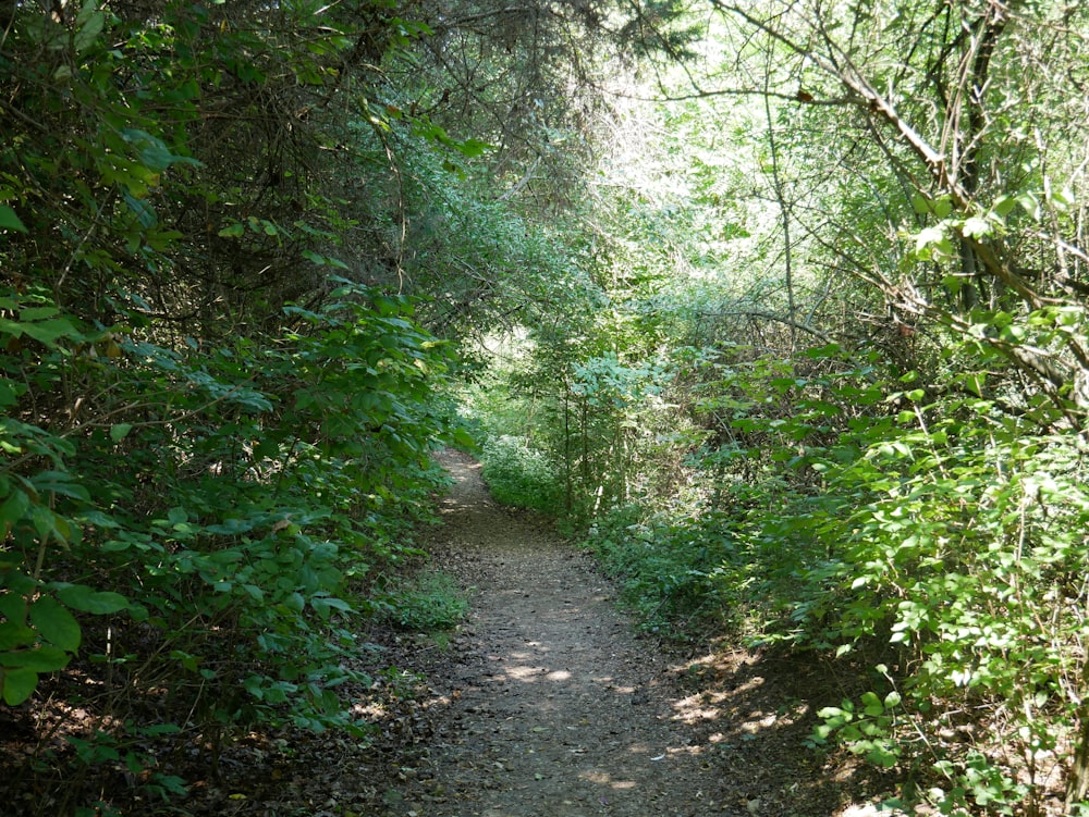 a dirt path through a forest