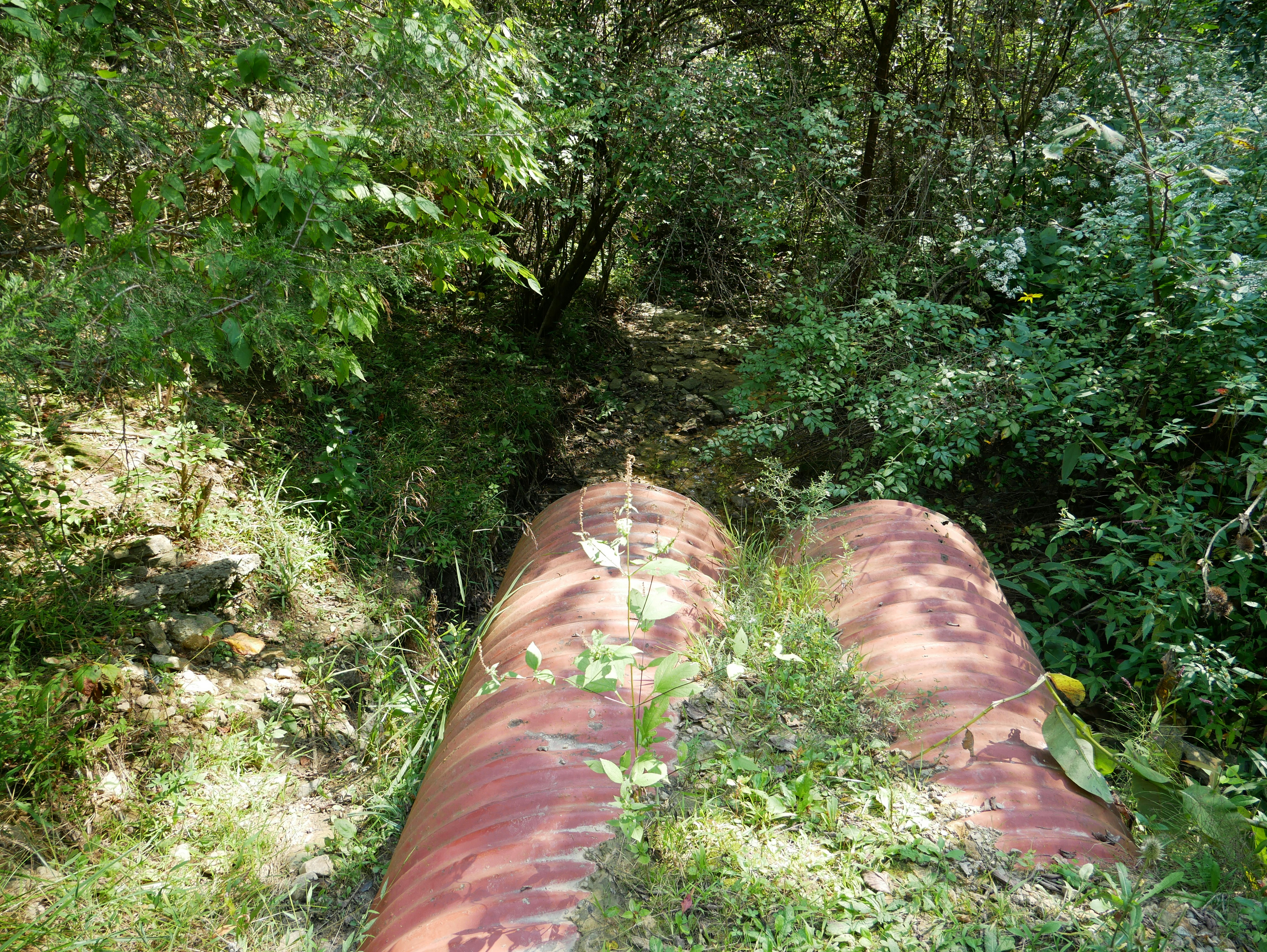 a large tree trunk in a forest
