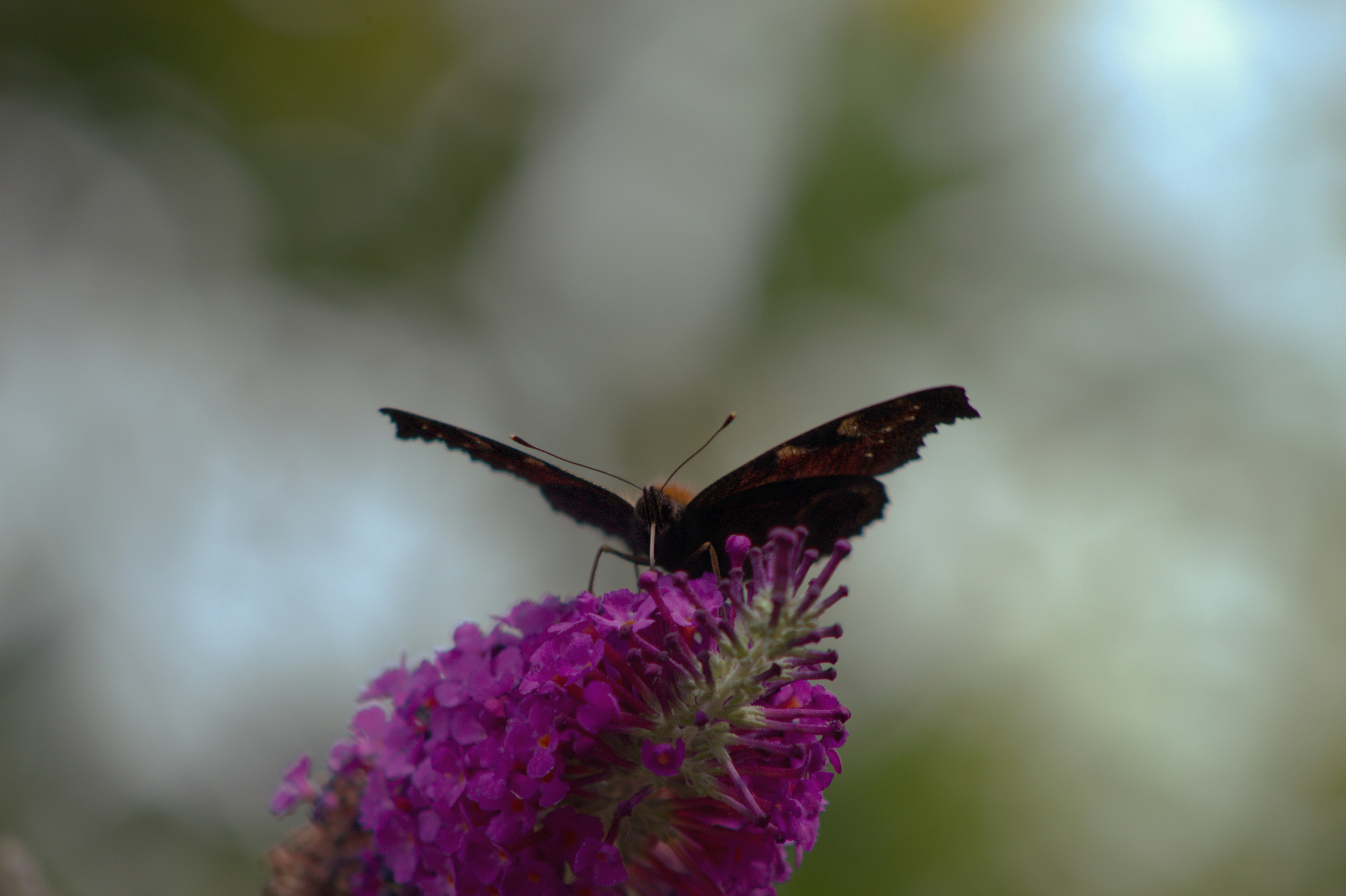 Photo by fidgetingferdie